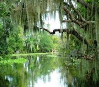 A beautiful view of a New Orleans swamp A beautiful view of a New Orleans swamp